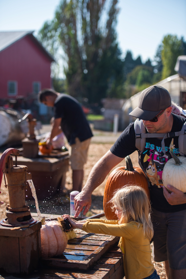 Noel Giamello and his daughter Alaina, 4, wash pumpkins after collecting them from the fields at Bi-Zi Farms Pumpkin Patch in Brush Prairie on Sept. 20. Abby, 20 months, snoozes on daddy&rsquo;s back because pumpkin-picking is tiring work for babies. (James Rexroad/ for The Columbian)