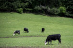 Cows graze in a pasture near Amboy on Monday afternoon. Beef prices are at record highs nationally, costing local businesses that rely on selling it. (Amanda Cowan/The Columbian files)