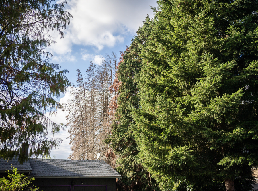 A stand of dying western red cedar trees sits Friday in Vancouver. Western red cedars are one kind of tree struggling due to hotter, drier summers. (Photos by Taylor Balkom/The Columbian)