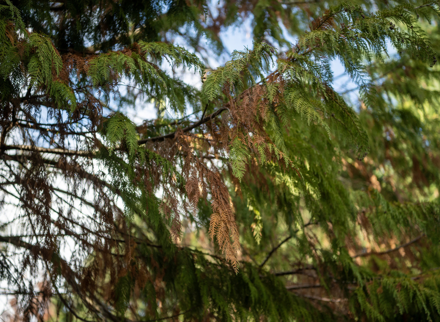 Dying leaves seen on a western red cedar tree Friday in Vancouver show the stress some native tree species are facing due to climate change. Western red cedar, western hemlock and bigleaf maple trees are dying in greater numbers because of hotter, drier summers. Trees already stressed from heat or drought can be more susceptible to fungus and pests such as beetles.