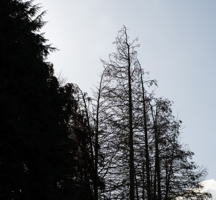 A stand of dying western red cedar trees, right, is silhouetted against the bright sky Friday in Vancouver. Vancouver’s urban forestry program is removing western hemlock, western cedar and bigleaf maple from its list of approved trees. (Taylor Balkom/The Columbian)