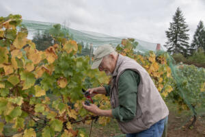 Roger Rezabek harvests pinor noir grapes Oct. 10 at Rezabek Vineyards north of Battle Ground. (Amanda Cowan/The Columbian)