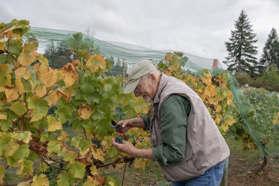 Roger Rezabek harvests pinor noir grapes Oct. 10 at Rezabek Vineyards north of Battle Ground. (Amanda Cowan/The Columbian)