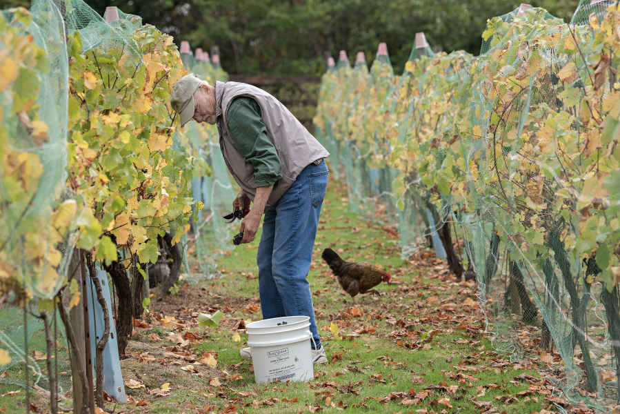 Roger Rezabek of Rezabek Vineyards harvests pinot noir grapes near Battle Ground while joined by a feathered friend. Wineries have reported an early harvest and good sugar levels this year. At top, sauvignon blanc grapes are piled in a bucket at Rezabek Vineyards. (Photos by  Amanda Cowan/The Columbian)
