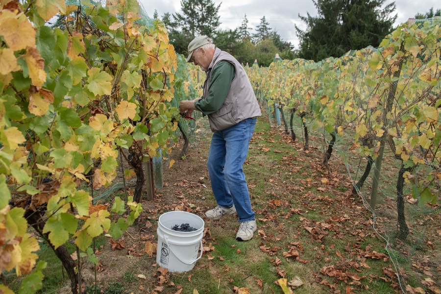 Roger Rezabek harvests pinot noir grapes at Rezabek Vineyards north of Battle Ground while joined by a feathered friend.  Wineries have reported an early harvest and good sugar levels this year. (Amanda Cowan/The Columbian)