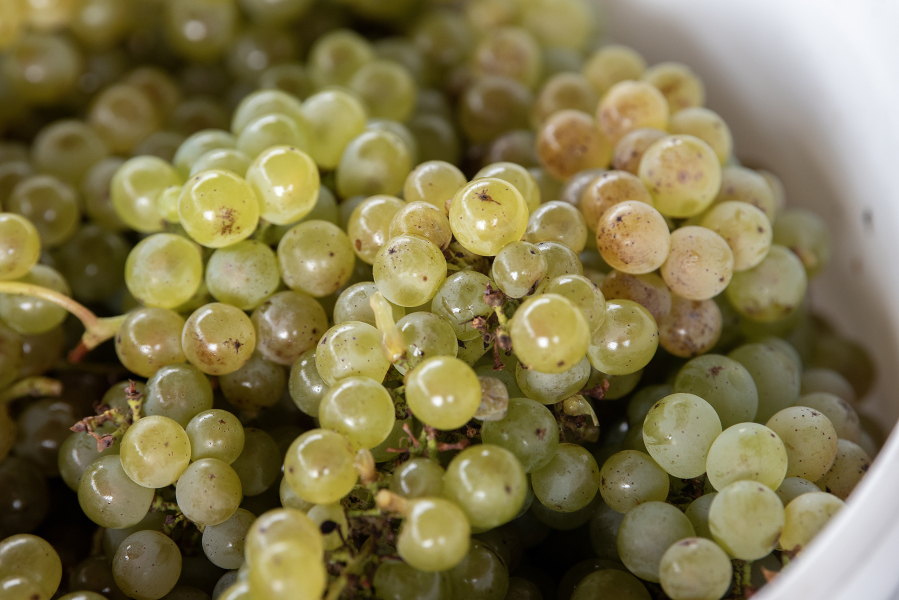 Sauvignon blanc grapes pile in a bucket at Rezabek Vineyards north of Battle Ground. (Amanda Cowan/The Columbian)