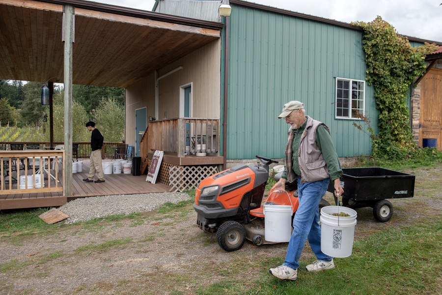 Roger Rezabek harvests sauvignon blanc grapes on Oct. 10 at Rezabek Vineyards north of Battle Ground. (Photos by Amanda Cowan/The Columbian)