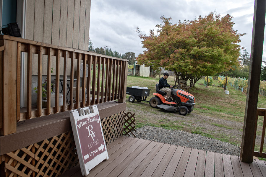 Jesus Alvarez of Rezabek Vineyards near Battle Ground harvests grapes Oct. 10. (Amanda Cowan/The Columbian)