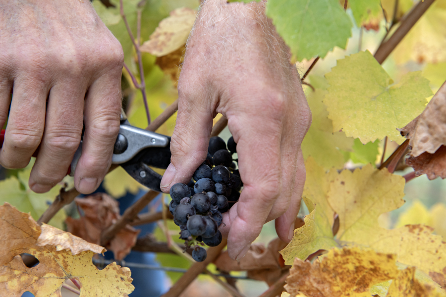 Roger Rezabek harvests pinot noir grapes at Rezabek Vineyards north of Battle Ground.