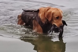 A young dog retrieves a gadwall duck recently at the Ridgefield National Wildlife Refuge. Waterfowl hunting at the refuge has been slow, as has hunting all over Southwest Washington. (Photo courtesy of Doug Hargin)