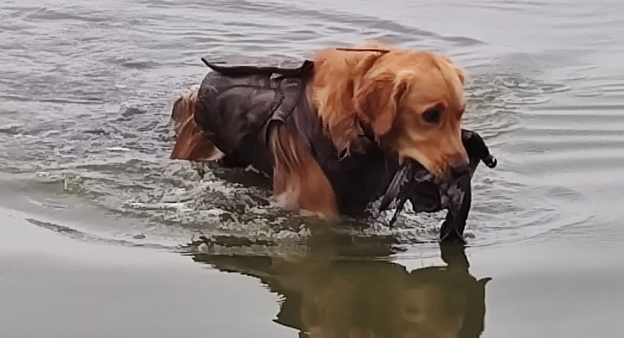 A young dog retrieves a gadwall duck recently at the Ridgefield National Wildlife Refuge. Waterfowl hunting at the refuge has been slow, as has hunting all over Southwest Washington. (Photo courtesy of Doug Hargin)