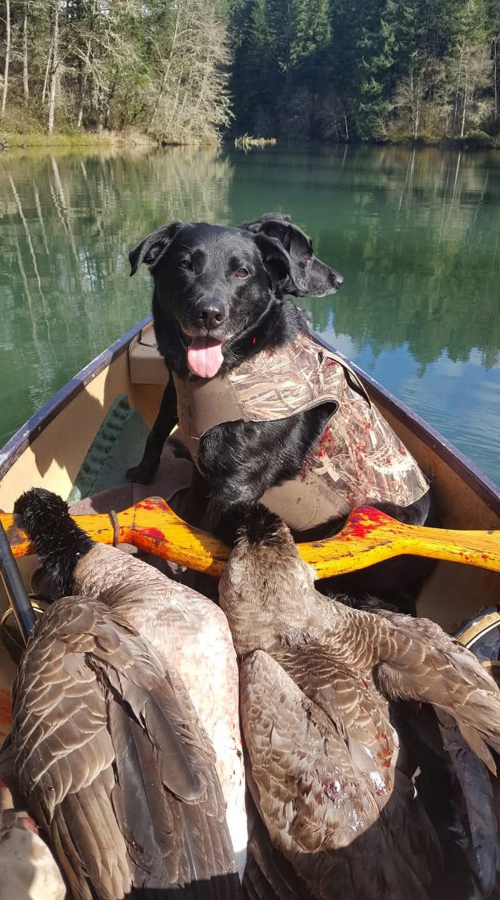 A couple of happy dogs with a pair of Western Canadageese. There are special rules for hunters targeting geese in Washington’s Goose Management Area 2. (Terry Otto for The Columbian)