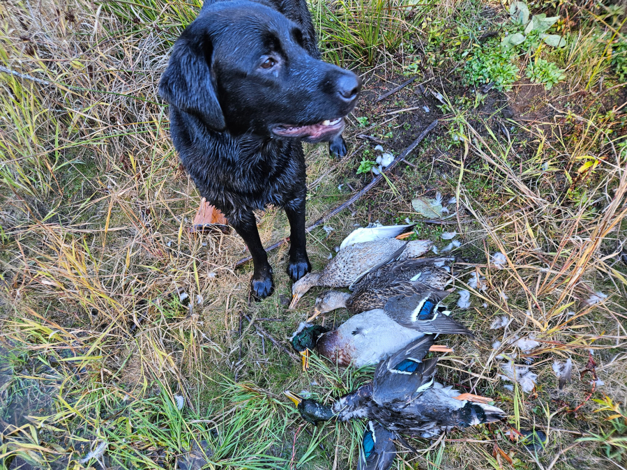 A black lab seems tired but happy after a busy morning retrieving mallard ducks last year. Waterfowl hunting has been slow but is likely to pick up after this weekís rains. (Terry Otto for The Columbian)