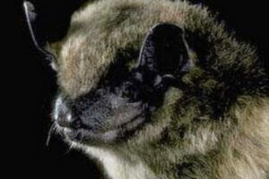 Big brown bats are among the bat species found in Clark County. (Contributed photo)
