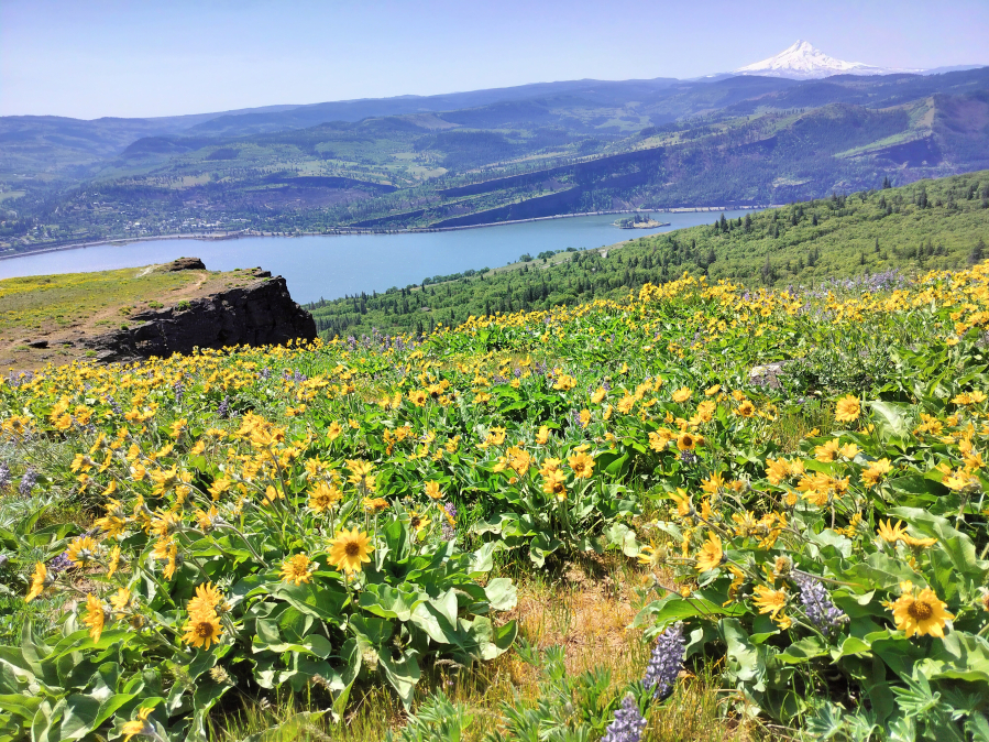 Here’s what the Coyote Wall hiking area looked like in spring 2025. (Scott Hewitt/The Columbian)