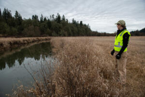 Jasmine Zimmer-Stucky from Lower Columbia Estuary Partnership looks over an area along Salmon Creek planted with red-osier dogwood trees in February. Shade from trees is vital to stream health, according to recent data from Clark County’s Clean Water division. (The Columbian files)