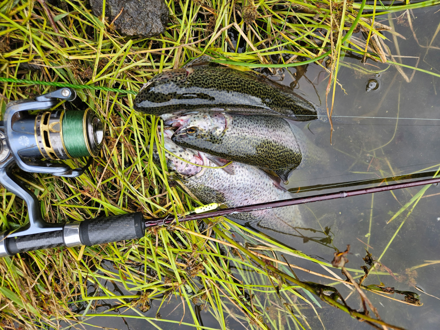 These rainbow trout from Icehouse Lake fell for a yellow Rooster Tail spinner. Thousands of rainbow trout, including some trophy-size fish, are being released into local lakes this season. (Terry Otto for The Columbian)