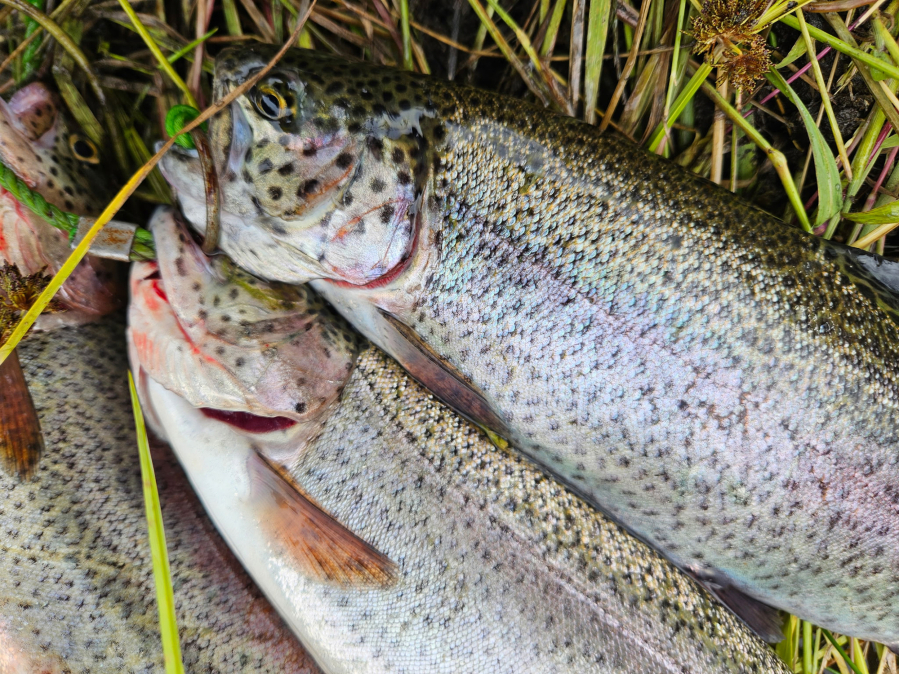 This fine rainbow trout fell for a yellow spinner. Thousands of rainbow trout, including some trophy-size fish, are being released into local lakes this season. (Terry Otto for The Columbian)