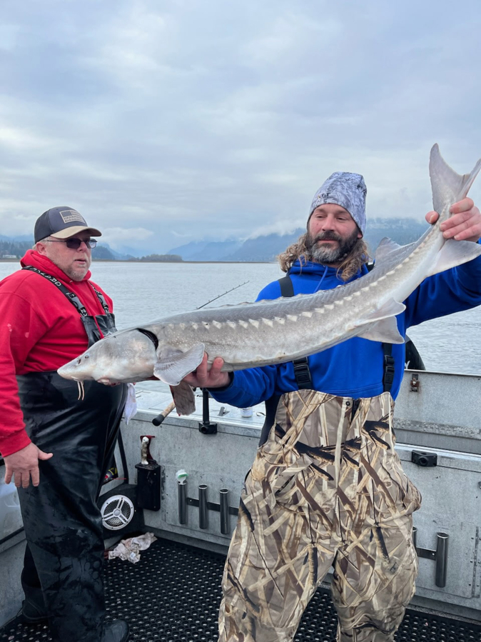A winter-caught Bonneville Pool sturgeon.