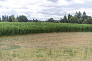 A study of Clark County’s agricultural land has found that 98 percent of it is well suited to farming. (Taylor Balkom/The Columbian files)