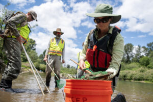 Washington Department of Fish and Wildlife biologist Julie Grobelny, right, places a lamprey larvae in a bucket June 18 at the East Fork Lewis River in Battle Ground. Removing lamprey and other aquatic species is one part of Lower Columbia Estuary Partnership’s habitat restoration project there. (Taylor Balkom/The Columbian files)