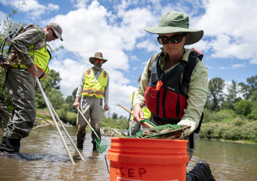 Washington Department of Fish and Wildlife biologist Julie Grobelny, right, places a lamprey larvae in a bucket June 18 at the East Fork Lewis River in Battle Ground. Removing lamprey and other aquatic species is one part of Lower Columbia Estuary Partnership&rsquo;s habitat restoration project there. (Taylor Balkom/The Columbian files)