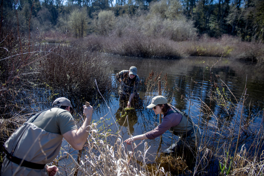 Tony Tommasini, from left, Doug Kreuzer and Kari Dupler of the Lower Columbia Estuary Partnership conduct an amphibian study as part of the fish habitat restoration efforts at the East Fork Lewis River on March 18, 2024. (Amanda Cowan/The Columbian files)