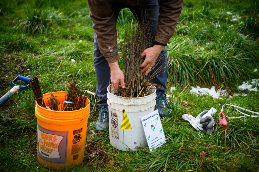 James Sterrett with the Lower Columbia Estuary Partnership grabs buckets with elderberry and snowberry as volunteers plant native species at Hidden Glen Park in Battle Ground as part of the Woodin Creek restoration project on Feb. 26, 2022. (Amanda Cowan/The Columbian files photos)