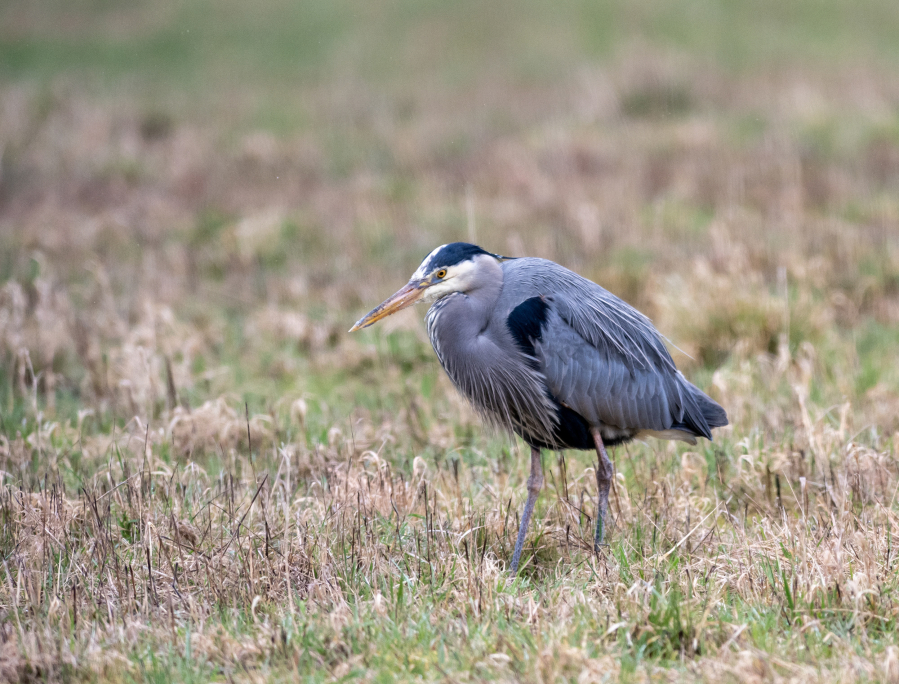 A great blue heron checks out the scene at the Ridgefield National Wildlife Refuge in March.