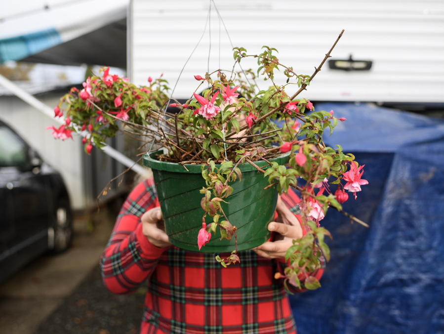 A woman The Columbian is identifying only as Katherin has struggled her way through immigration court to finally feel safe working in her garden again. (Taylor Balkom/The Columbian)