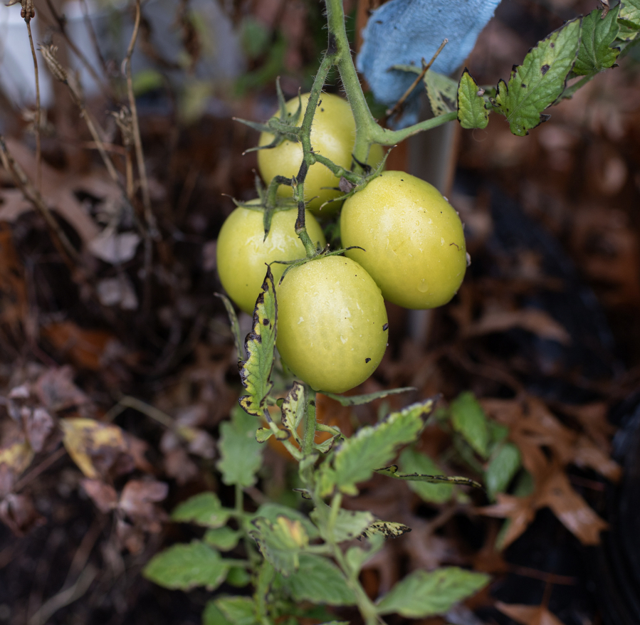 A woman The Columbian is identifying only as Katherin has struggled her way through immigration court to finally feel safe working in her garden again. (Taylor Balkom/The Columbian)