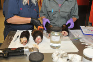 Veterinary students and scientists look over elk hooves recovered from a harvested elk. Research continues in an attempt to understand how Treponema Associated Hoof Disease infects elk in the wild. (WSU College of Veterinary Medicine)