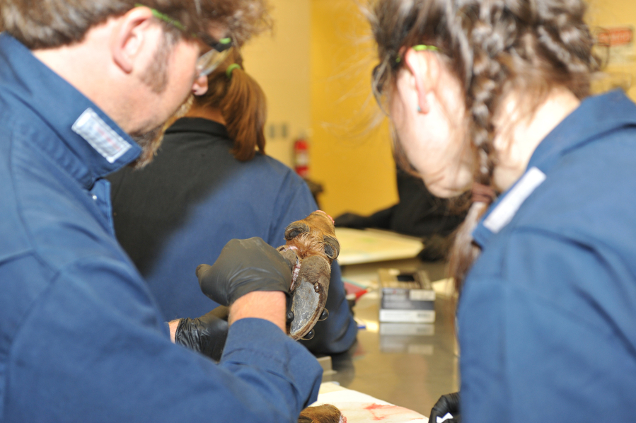 The Washington State University College of Veterinary Medicine is leading the research into the hoof disease affecting local elk herds. Dr. Margaret Wild, the lead scientists, is planning to retire from that effort soon.