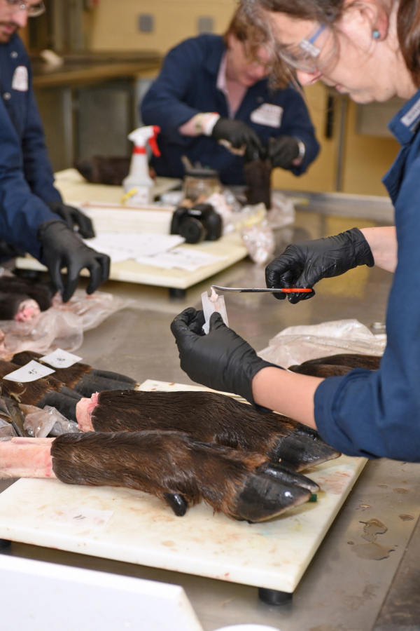Ongoing research concerning Treponema Associated Hoof disease continues. Here elk hooves from a hunter harvested deer are examined for signs of the disease. (Photos courtesy WSU College of Veterinary Medicine)