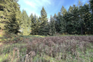 A meadow sits inside a forested tract of land at the Vancouver Innovation Center site in east Vancouver. The city of Vancouver has purchased the 14.3-acre site for $4.3 million and plans to turn it into the city&rsquo;s next park. (Contributed photo)