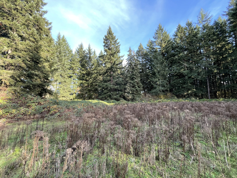 A meadow sits inside a forested tract of land at the Vancouver Innovation Center site in east Vancouver. The city of Vancouver has purchased the 14.3-acre site for $4.3 million and plans to turn it into the city&rsquo;s next park. (Contributed photo)