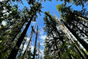 A new rule approved by the Washington Forest Practices Board expands no-logging zones around some streams in the state. (The Columbian files)