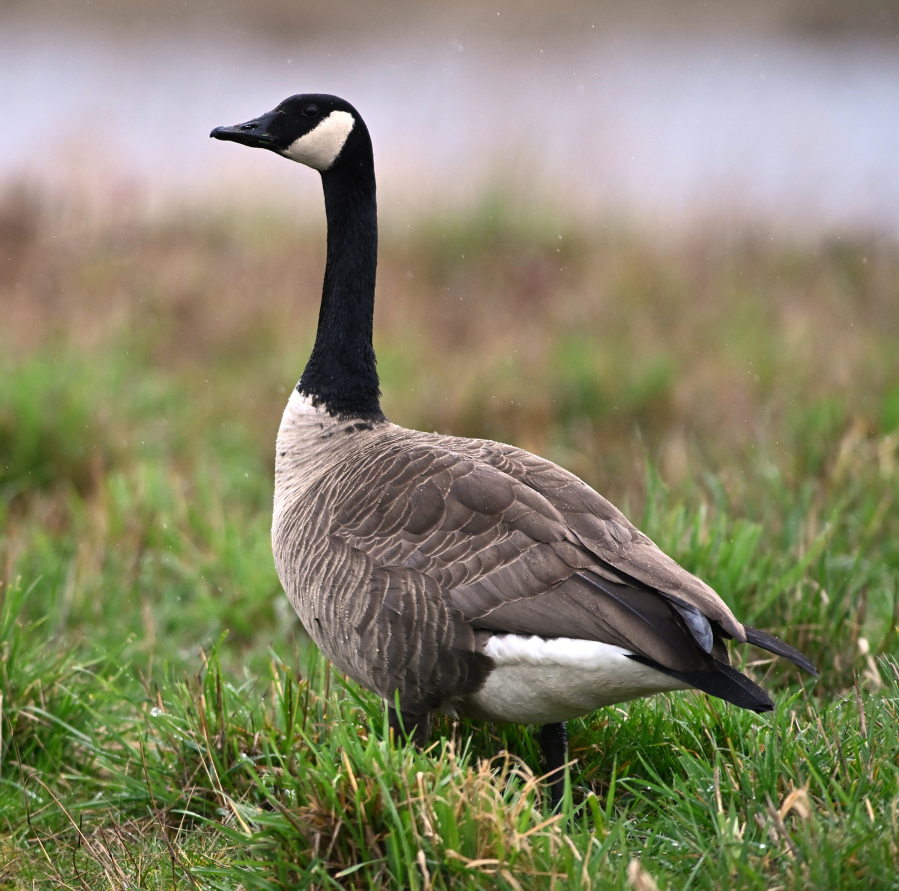 A Canada goose stops by the Ridgefield National Wildlife Refuge in March.