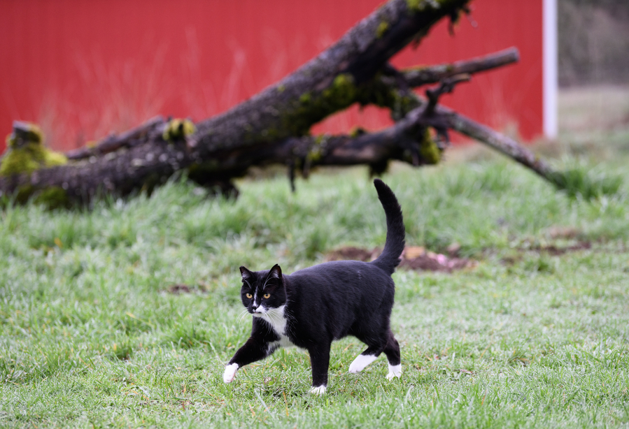 Arnold the rescue cat patrols Rising Phoenix Farm on Dec. 19. The Washougal farm is home to Embrace Qi, a wellness collective founded by Yvonne Yeh Gee and her partner, artist David Van Zandt. (Taylor Balkom/The Columbian)