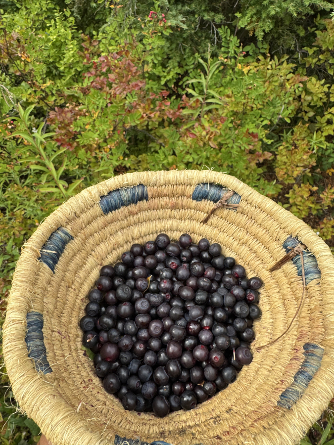 Elaine Harvey&rsquo;s family gathered huckleberries in Gifford Pinchot National Forest on Aug. 30. (Photo contributed by Elaine Harvey)