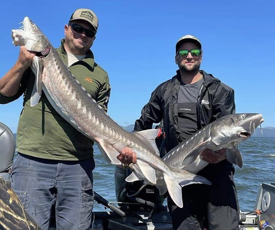 The states have released their annual sturgeon population report, and it is not good. The problem of recruitment of juvenile sturgeon has reached the point of severe recruitment concern. (Photo courtesy of Bob Rees)