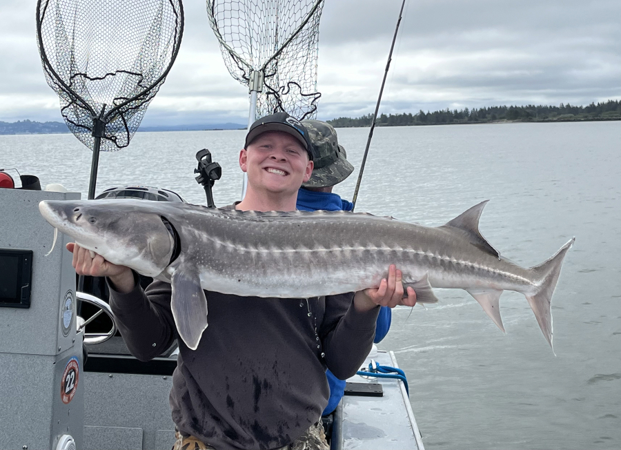 Happier times for sturgeon anglers, as a fisherman hefts a keeper a few years ago. The numbers of juvenile sturgeon in the lower Columbia are at an all-time low. (Photo courtesy of Bob Rees)