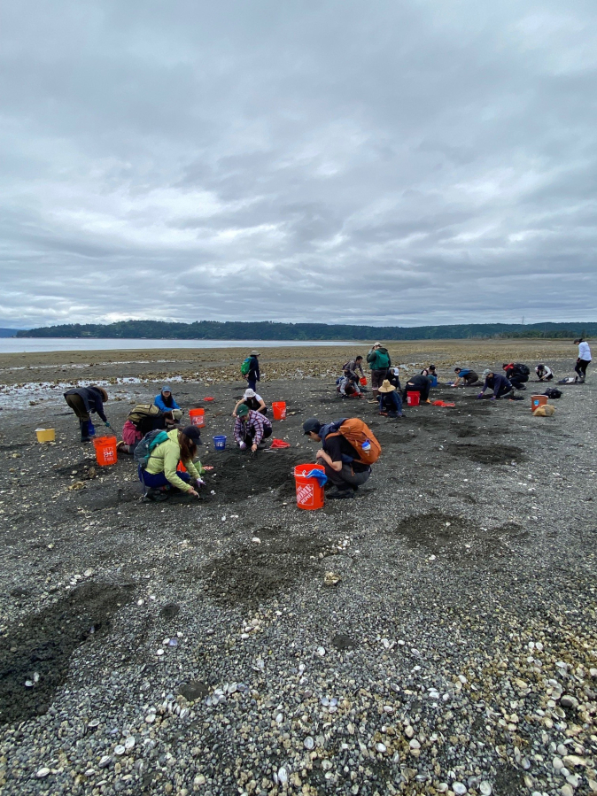 Washington clammers dig for bay clams. The WDFW is seeking public comments on proposed changes to state clamming rules. (Photo courtesy Washington Department of Fish & Wildlife)