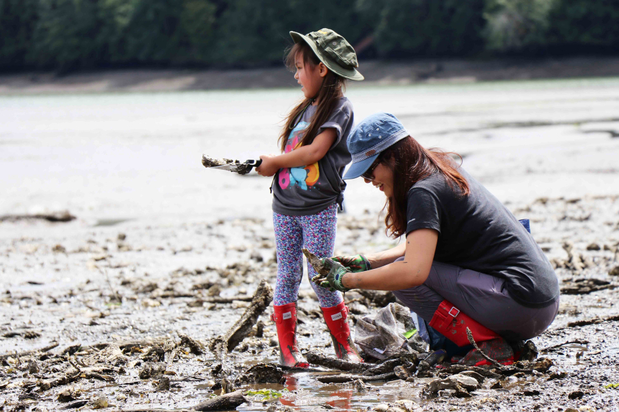Clammers along the Washington coast could see a reduction in the daily limit of geoduck clams, and an increase in the harvestable size of cockles if proposed rules changes are enacted.