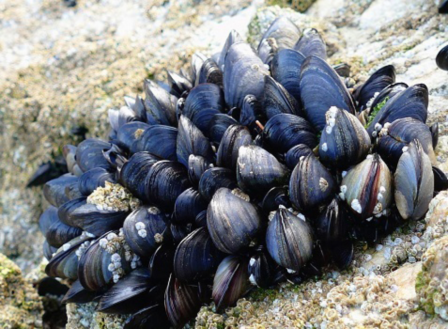 Blue mussels are a popular bi-valve that is harvested along the Washington coast. WDFW managers are seeking public comments on proposed changes to clamming rules, hunting rules, and bottom fishing rules.