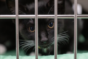 A cat peers out from a cage Wednesday at the Humane Society for Southwest Washington Community Veterinary Clinic. (Taylor Balkom/The Columbian)