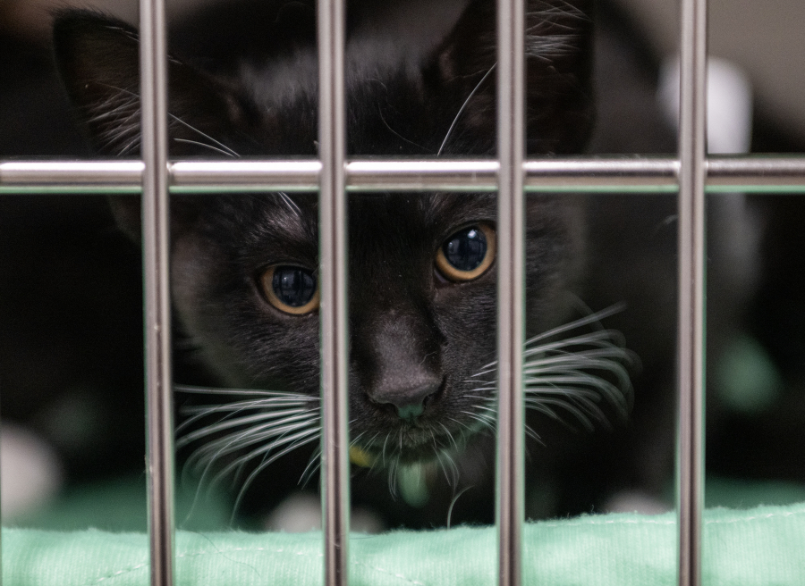 Pet insurance growing priority