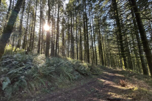 Clark County has applied for the transfer of 135 acres of state forestland in the Camp Bonneville property. The county already maintains the property as part of the U.S. Army agreement that transferred ownership to the county. (Photo contributed by Clark County Public Works)