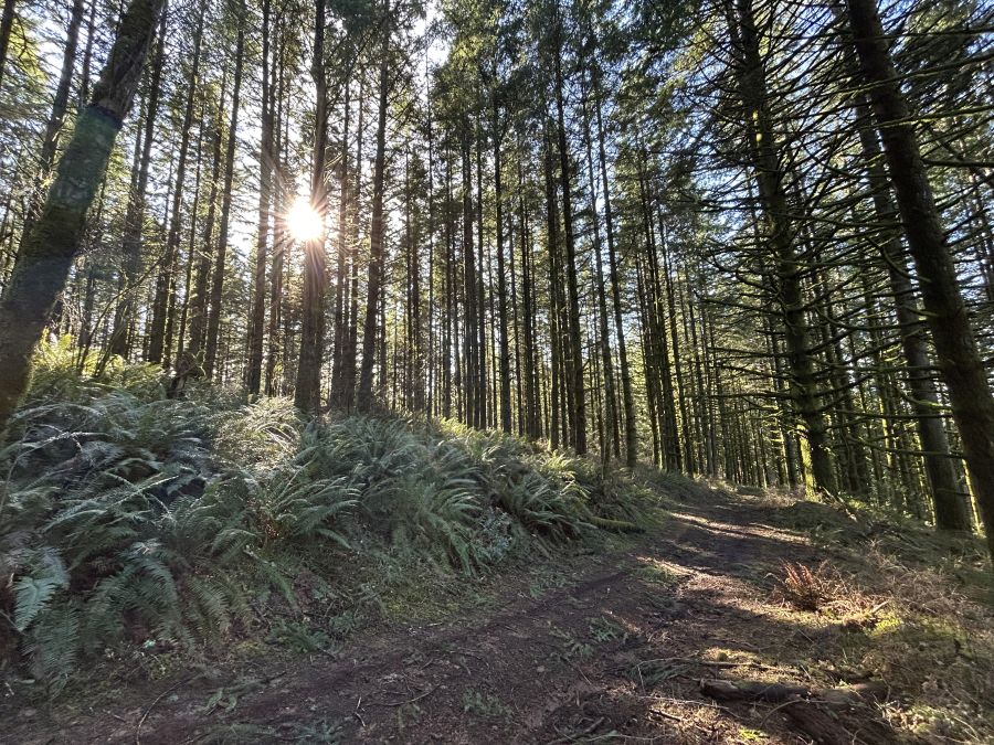 Clark County has applied for the transfer of 135 acres of state forestland in the Camp Bonneville property. The county already maintains the property as part of the U.S. Army agreement that transferred ownership to the county. (Photo contributed by Clark County Public Works)