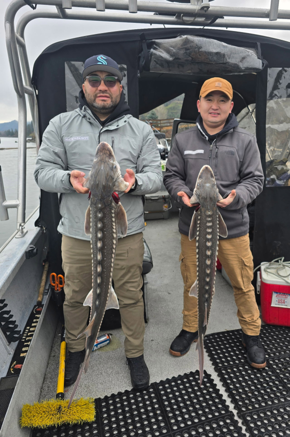 Two anglers with keeper sturgeon taken in the Bonneville Pool. They were fishing with guide Marvin Henkel, who said it was a decent fishery, but too crowded. (Photo couresy Marvin&iacute;s Guide Service)